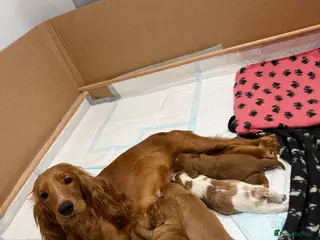 Cockalier dogs Stunning Cockalier Female Puppy Ready May 1st - Advert 1