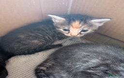 Domestic Shorthair cats for sale: Tabby and black kittens  - Image 10