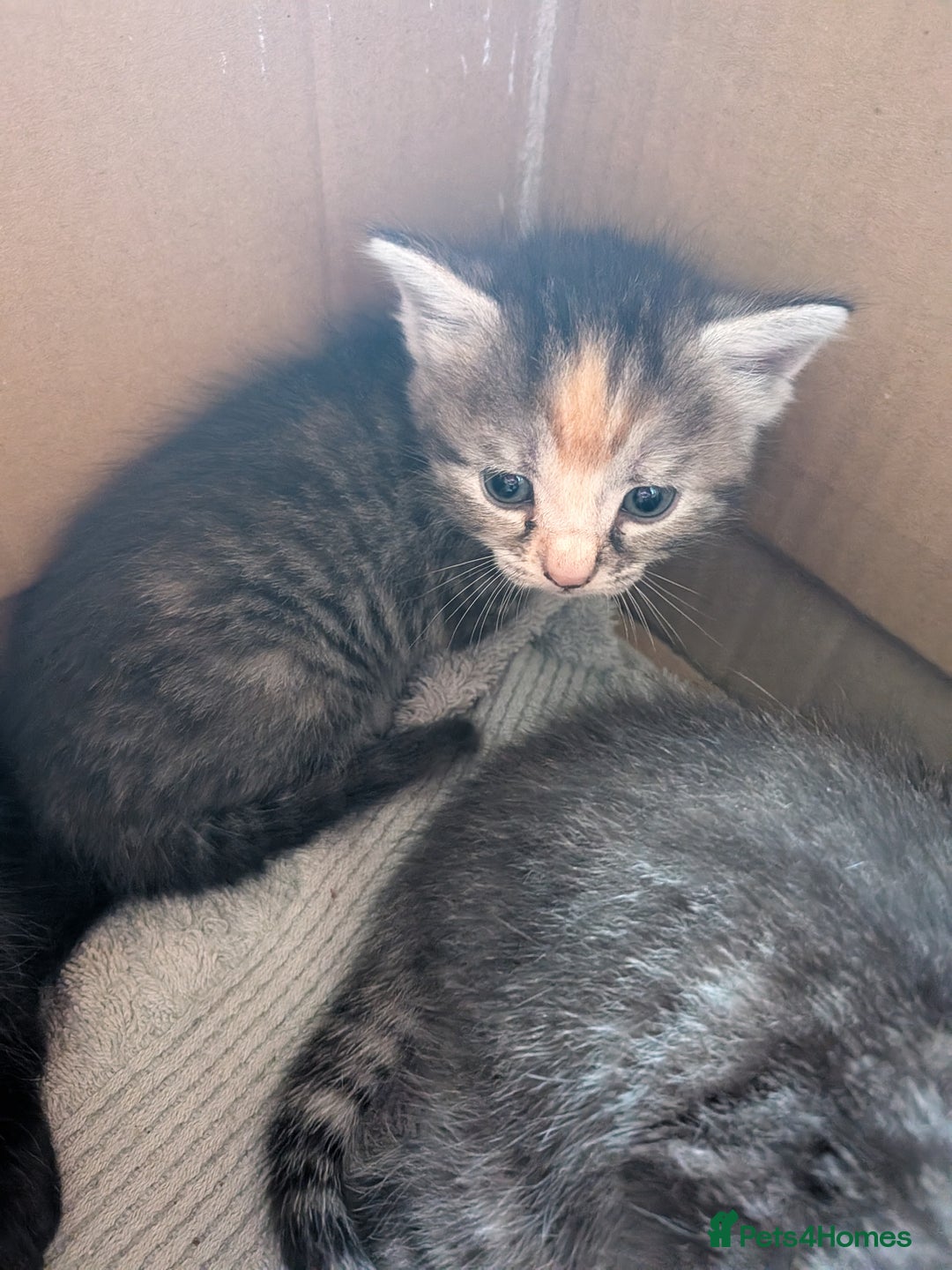 Domestic Shorthair cats for sale: Tabby and black kittens  - Image 10
