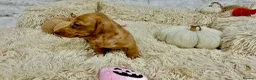 Dachshund dogs for sale: HIGH QUALITY MINIATURE DACHSHUND PUPPIES - Advert 11