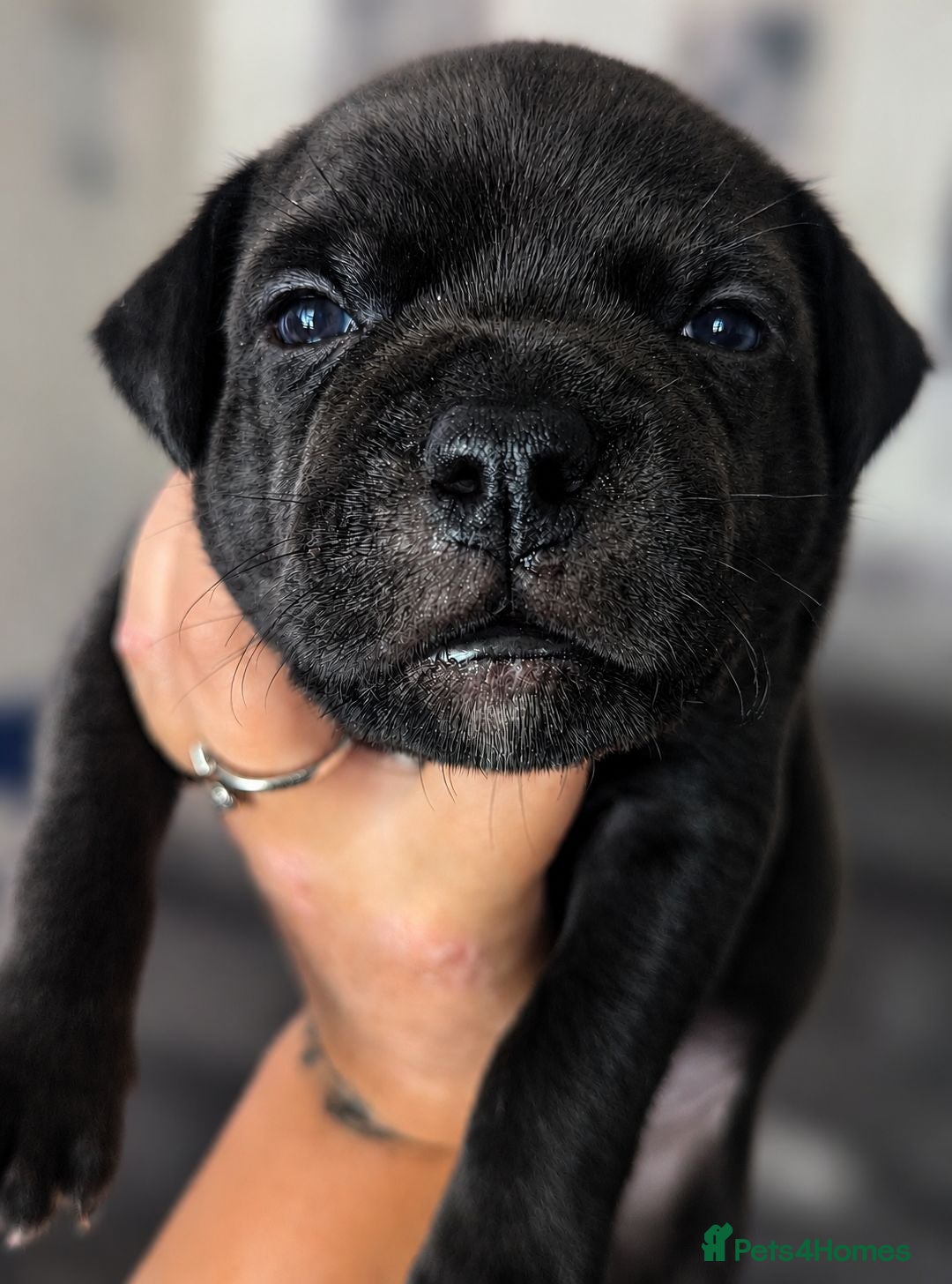 Staffordshire Bull Terrier dogs Kc blue Staffordshire bull terrier puppies  - Advert 7