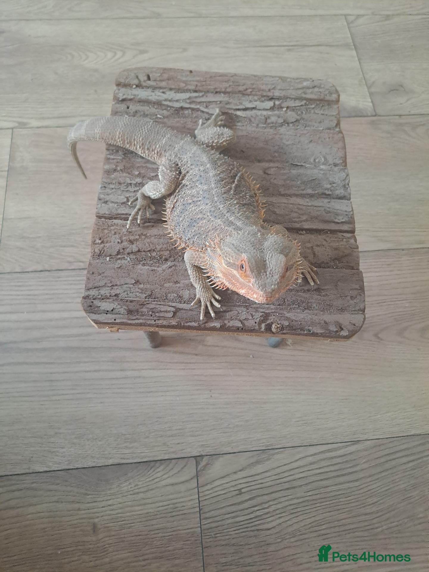 Bearded Dragon reptiles  2 Male bearded dragon + 1 female dragon  - Advert 1