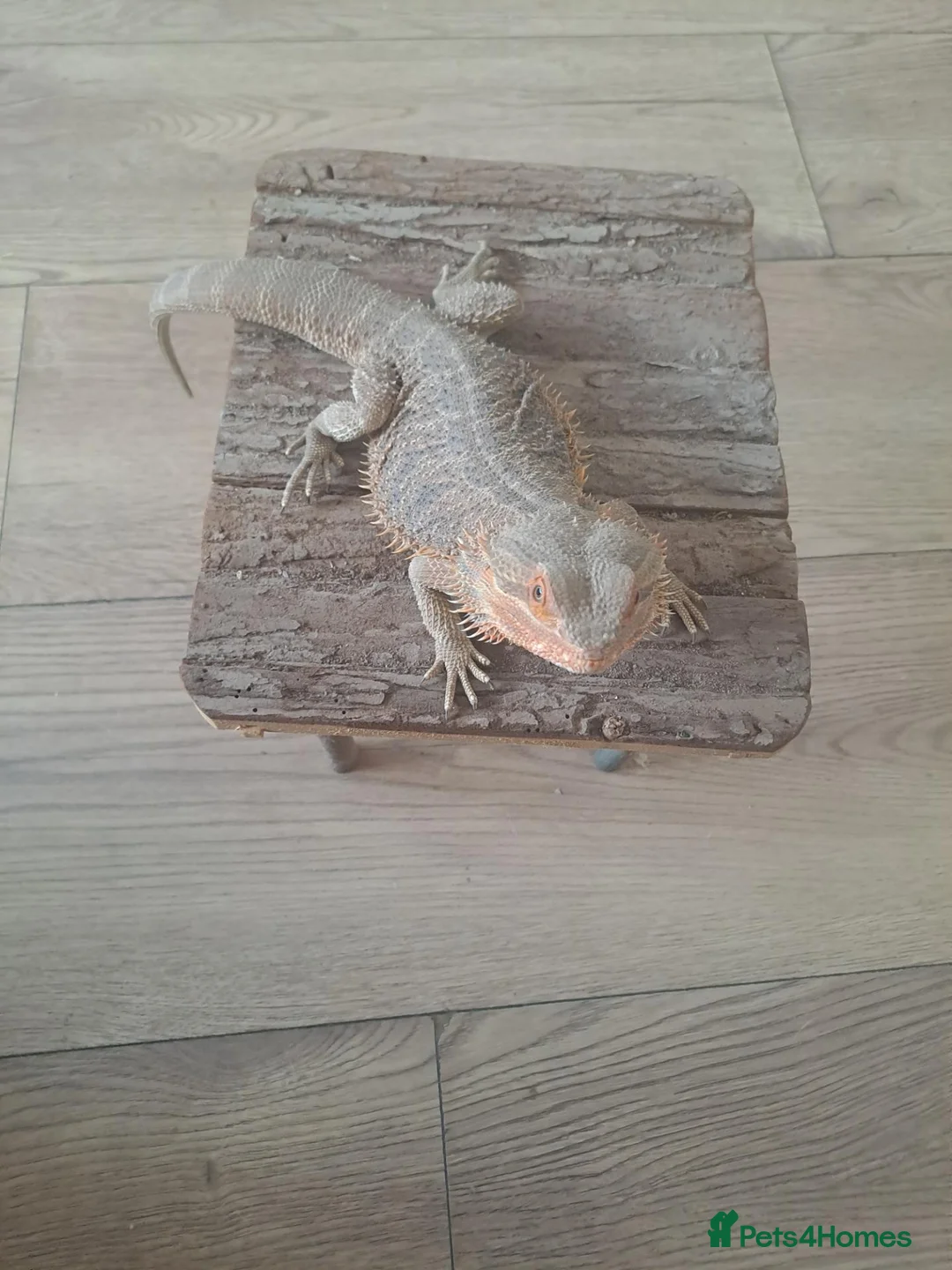 Bearded Dragon reptiles for sale:  2 Male bearded dragon + 1 female dragon  - Advert 1