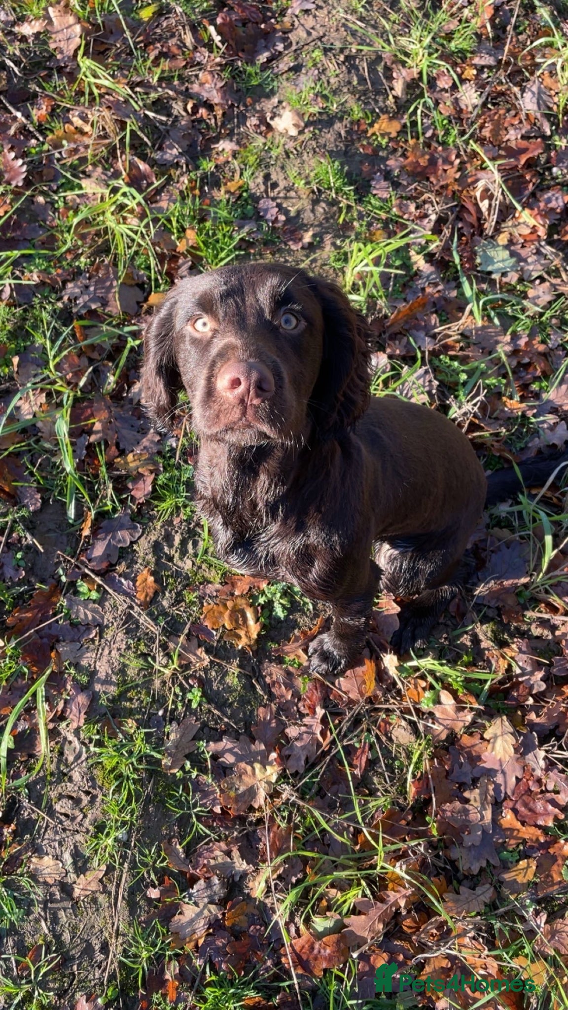 Cocker Spaniel dogs KC reg. proven working cocker spaniel - Advert 14