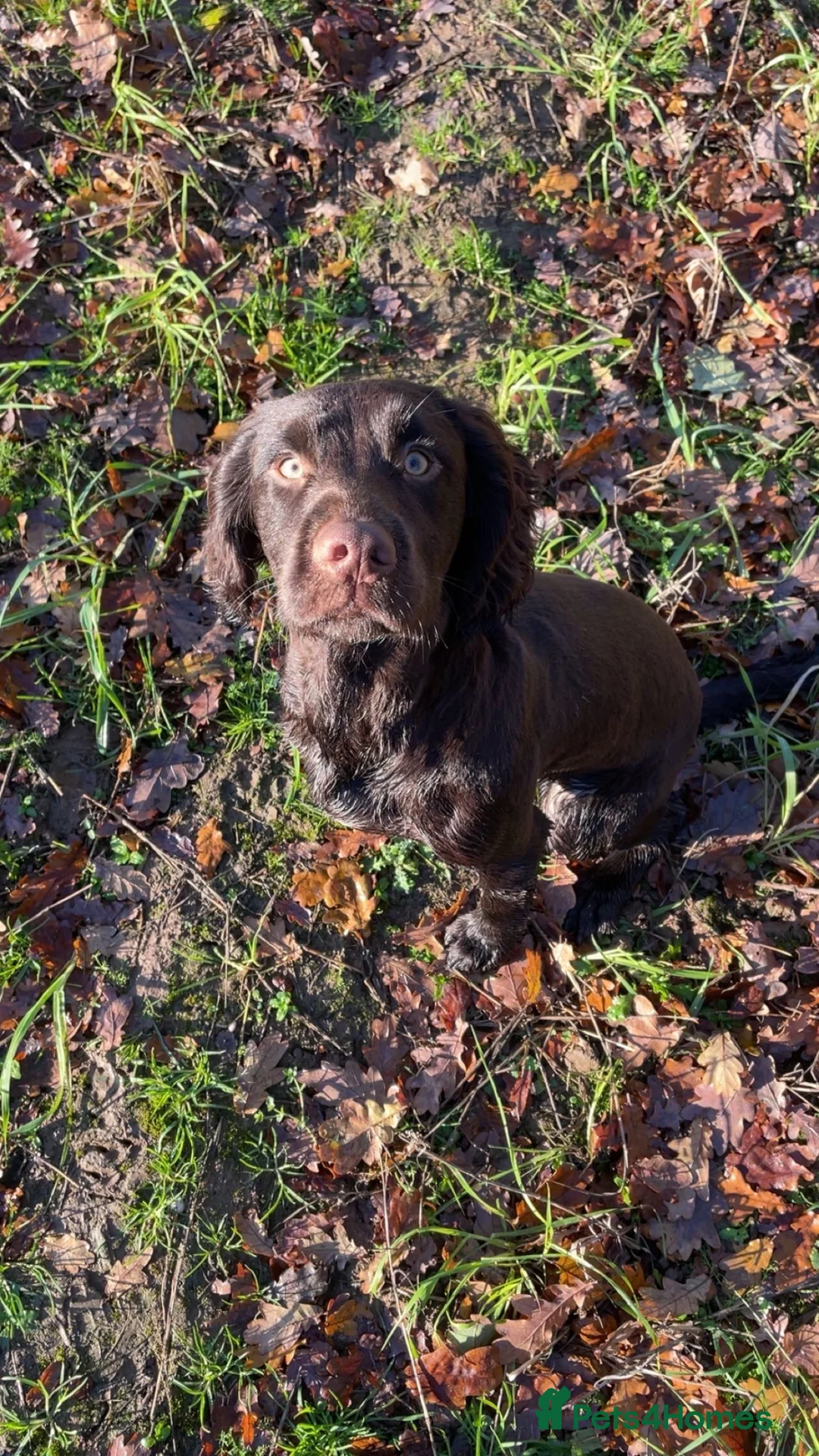 Cocker Spaniel dogs for stud: KC reg. proven working cocker spaniel - Advert 2