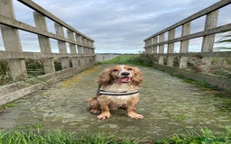 Cocker Spaniel dogs for sale: Cocker Spaniel Puppies - Advert 13