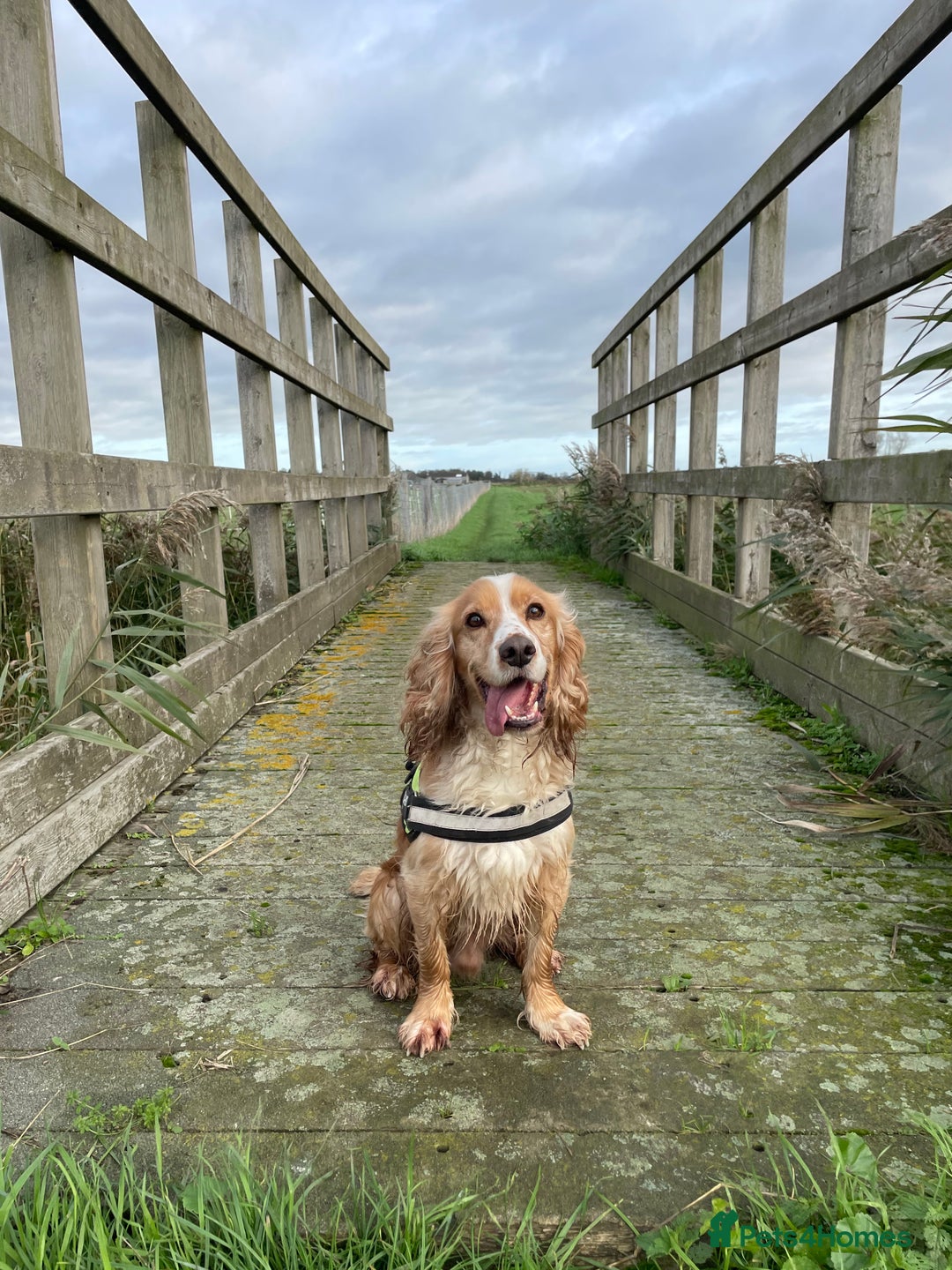 Cocker Spaniel dogs for sale: Cocker Spaniel Puppies - Advert 13