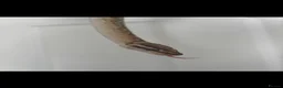 Python Snake reptiles for sale: female bamboo royal python  - Advert 5