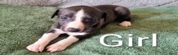 Whippet dogs for sale: Whippet x Greyhound in Atherstone - Advert 3