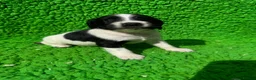 English Springer Spaniel dogs for sale: Exceptional ESS pups from tested working parents  - Advert 1