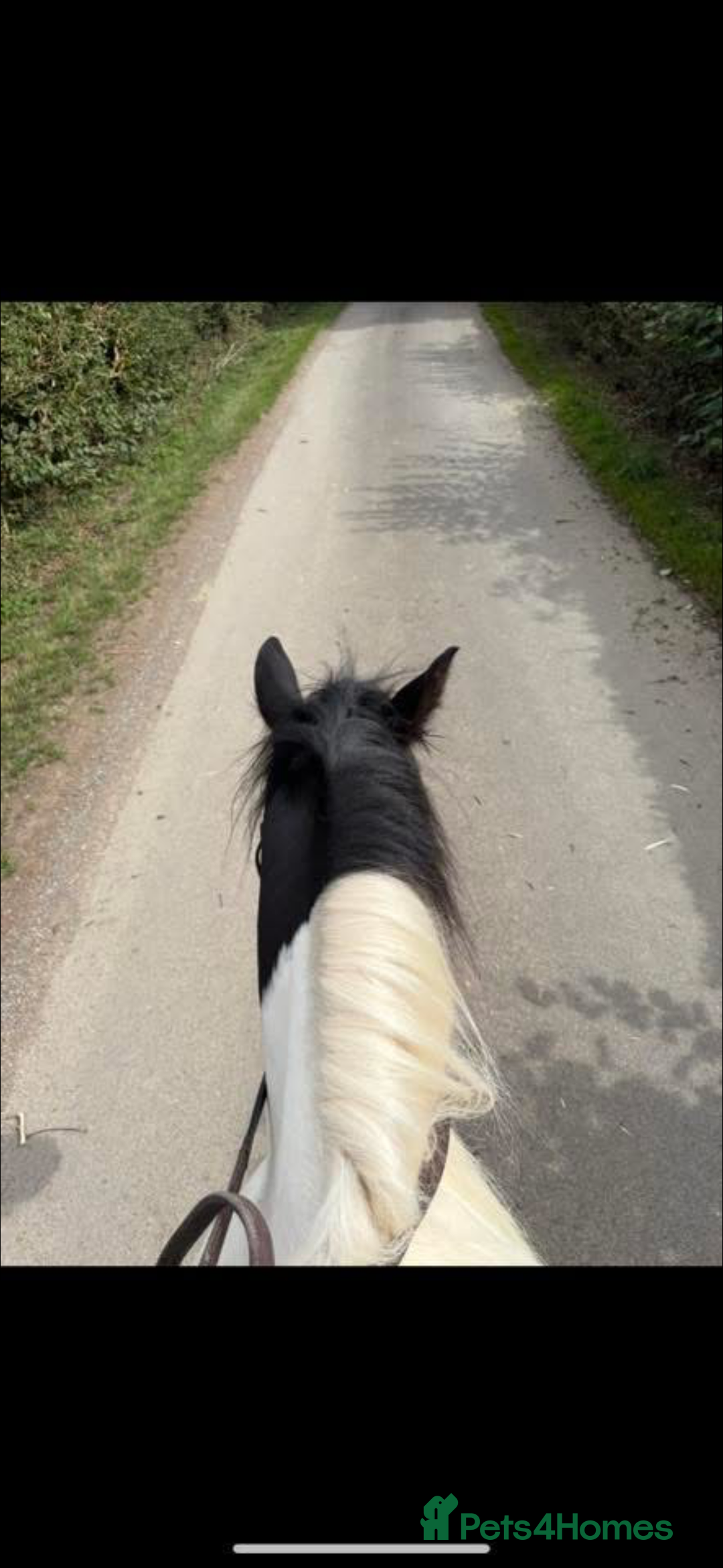 Irish Cob horses for sale: 14hh 3 year old gelding  - Advert 2