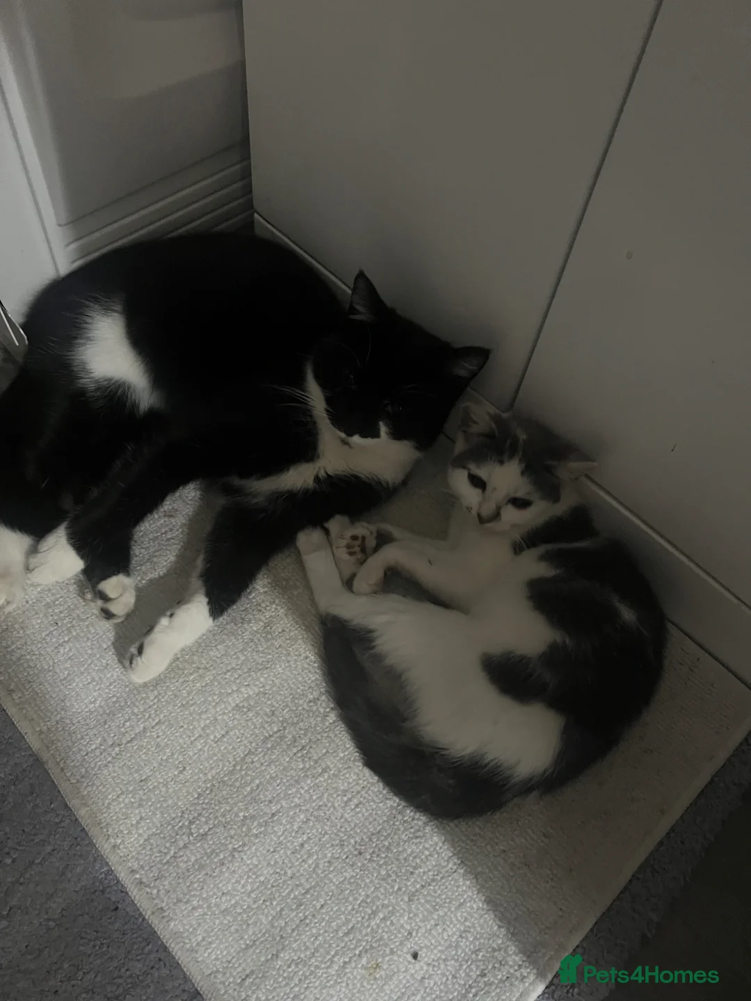Mixed Breed cats for sale: Latte - Advert 1