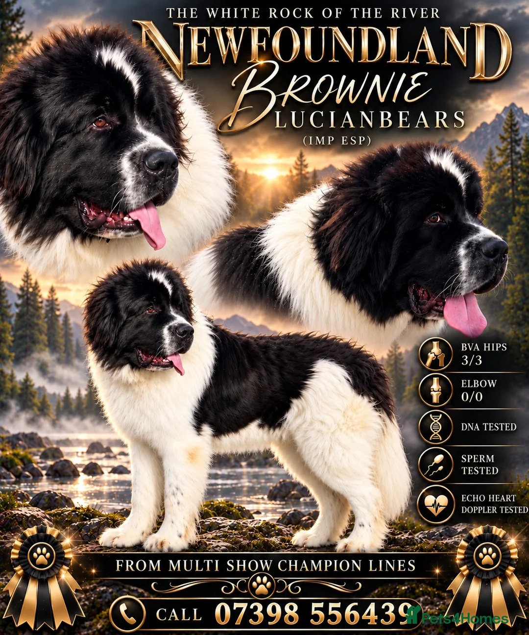 Newfoundland dogs for stud: Spanish import health tested Newfoundland stud  - Advert 1
