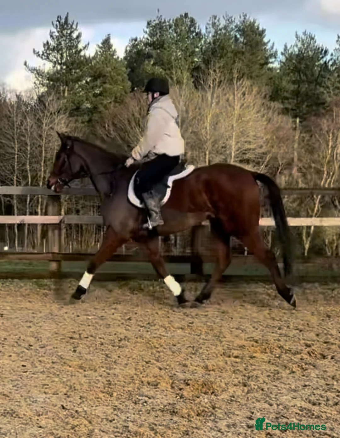 English Thoroughbred horses for sale: 15.2 British tb gelding  - Advert 3