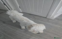 Bichon Frise dogs for sale: Ripple - Image 4