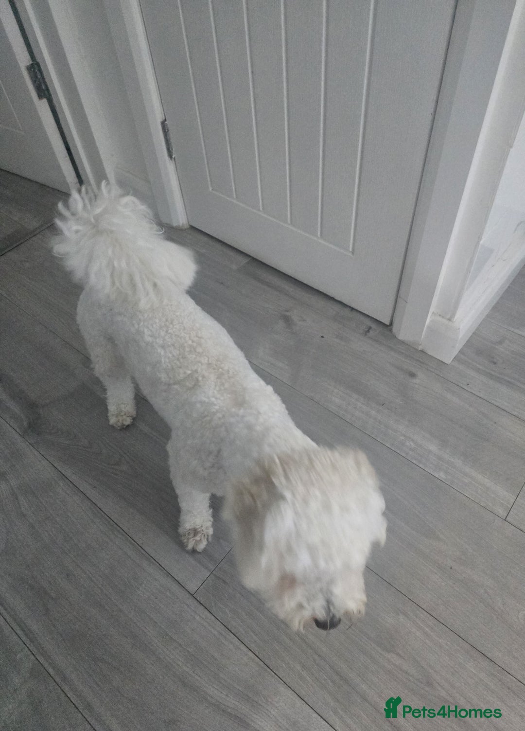 Bichon Frise dogs for sale: Ripple - Image 4
