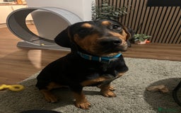 Mixed Breed dogs for sale: Dobermann mix 9 month old male - Image 7