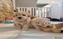 Maltipoo dogs for sale: Rare F2 Toy Maltipoos, DNA Clear + Basic Training - Image 31