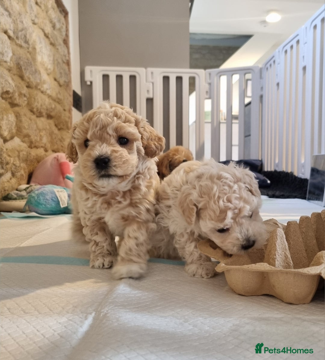 Maltipoo dogs for sale: Rare F2 Toy Maltipoos, DNA Clear + Basic Training - Image 31