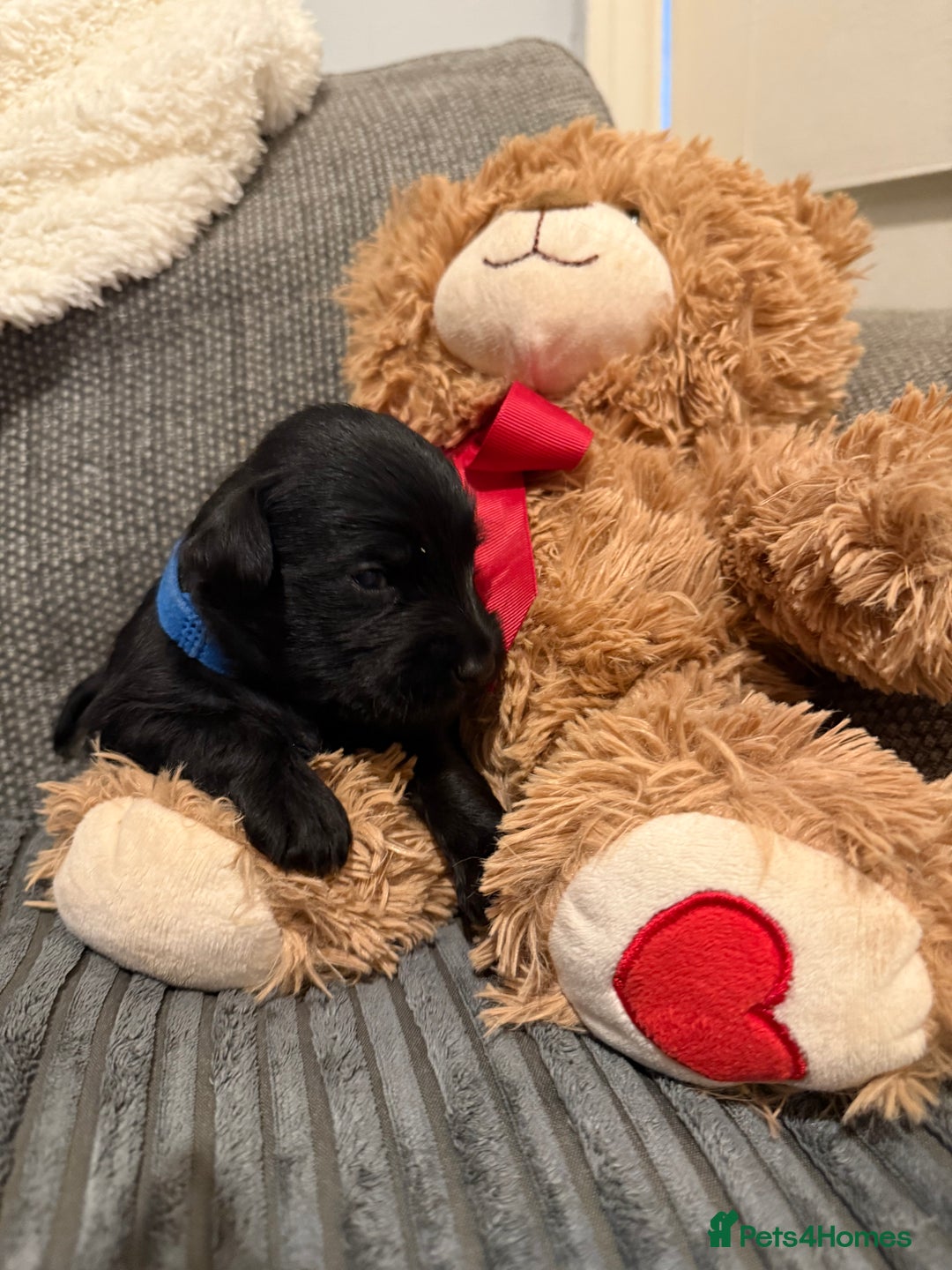 Mixed Breed dogs for sale: Reduced  last boy ! Miniature schnauzer/schnoodle  in Hull - Image 18