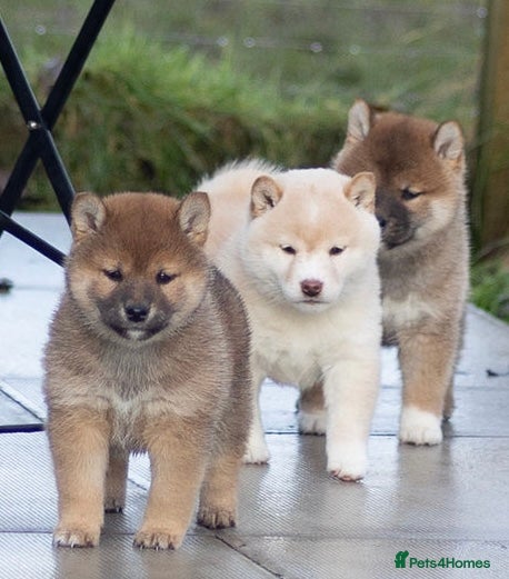 Japanese Shiba Inu dogs  Red sesame Top European & Japanese Bloodlines KC - Advert 3