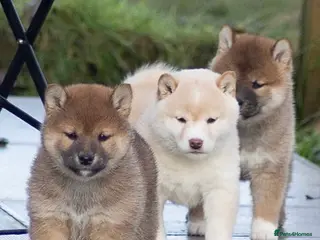 Japanese Shiba Inu dogs Red sesame Top European & Japanese Bloodlines KC - Advert 3