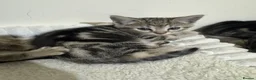 Domestic Shorthair cats for sale: Lovely tabby kittens - Advert 26