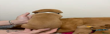 Labrador Retriever 1