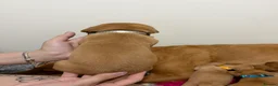 Labrador Retriever dogs for sale: 2 FOX RED LABRADOR BOYS LEFT READY NOW  - Advert 27