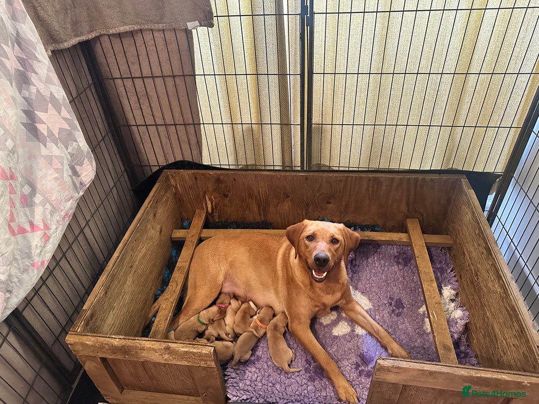 Labrador Retriever dogs for sale: KC Fox Red Labrador puppies  - Image 5