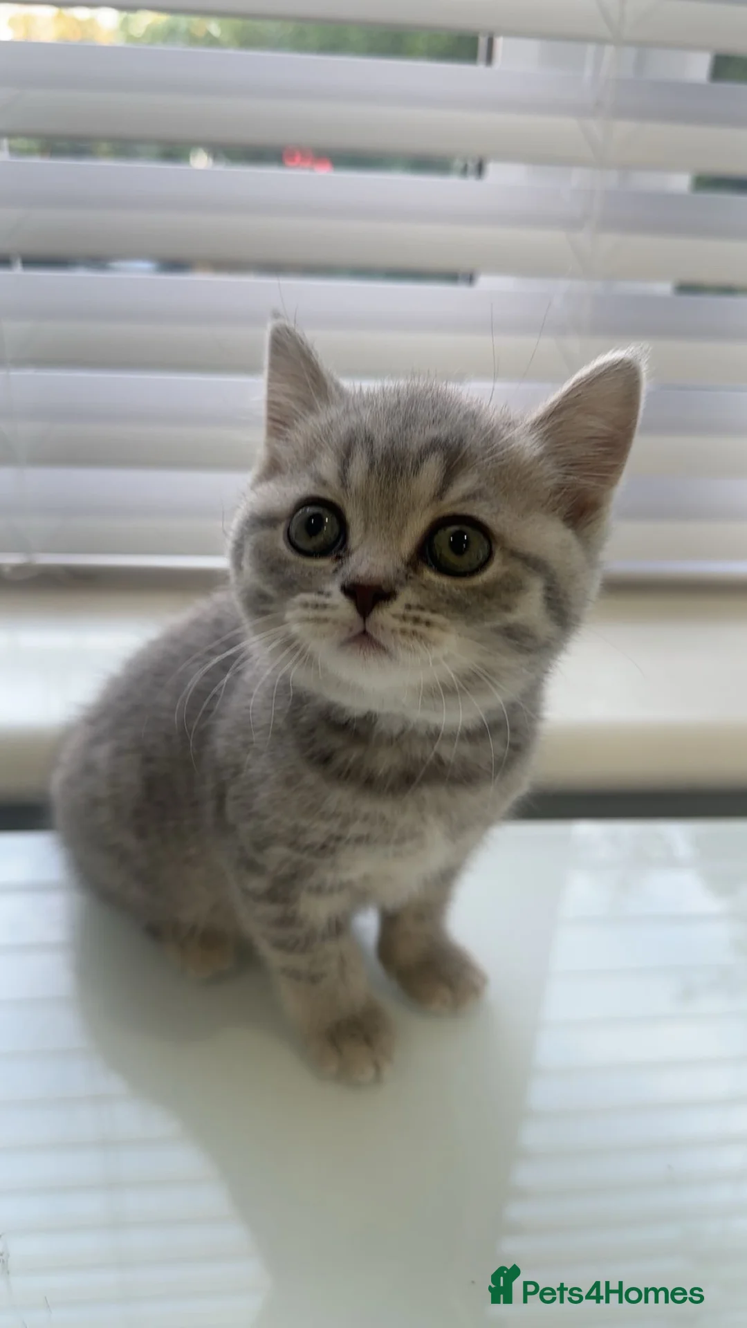 Scottish Fold cats for sale: Scottish Fold x British Shorthair Kittens  - Advert 2