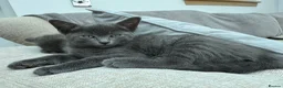 Mixed Breed cats for sale: Siamese Russian blue kittens  - Advert 13
