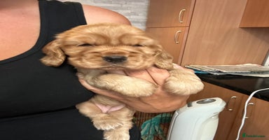 Cocker Spaniel dogs - Advert 5