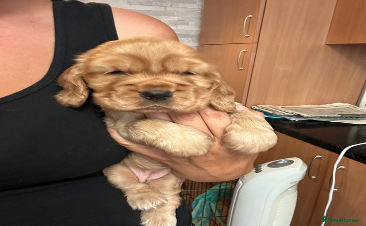 Cocker Spaniel dogs - Advert 15