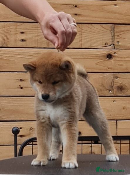 Japanese Shiba Inu dogs Quality Japanese shiba inu  - Advert 2