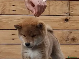 Japanese Shiba Inu dogs Quality Japanese shiba inu - Advert 2
