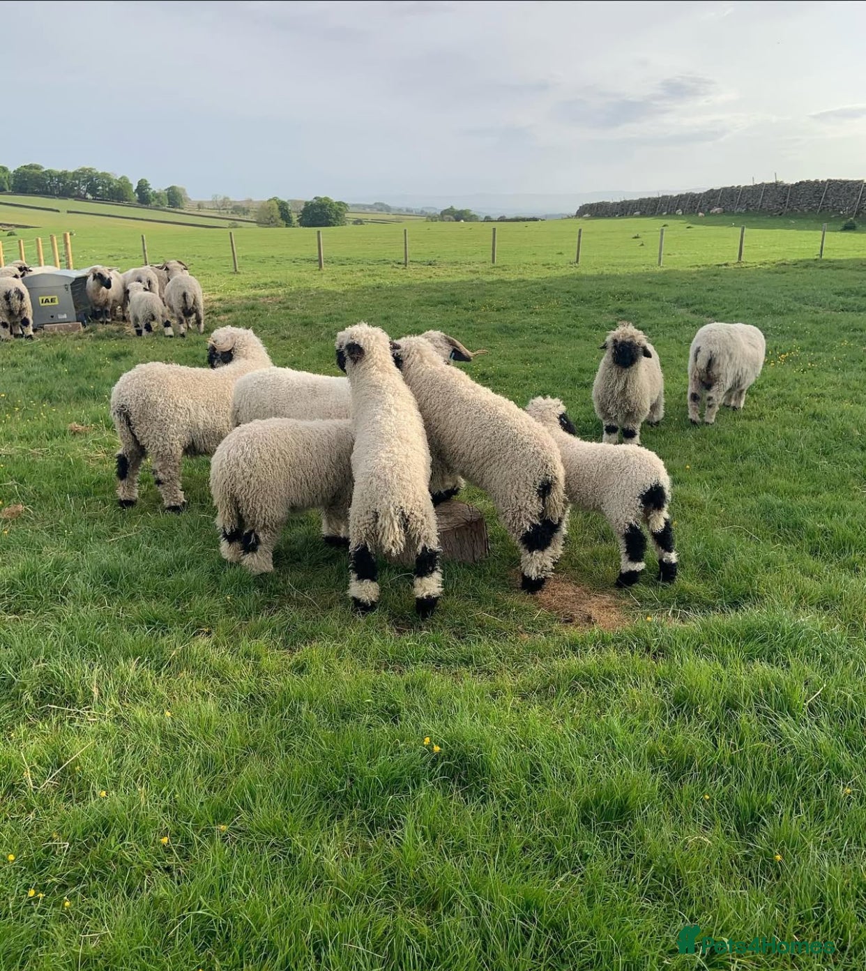 Sheep livestock Valais Blacknose Sheep (Ewes, Lambs & Rams) - Advert 11