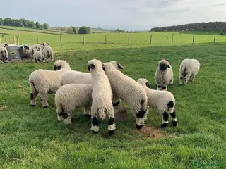 Sheep livestock Valais Blacknose Sheep (Ewes, Lambs & Rams) - Advert 6
