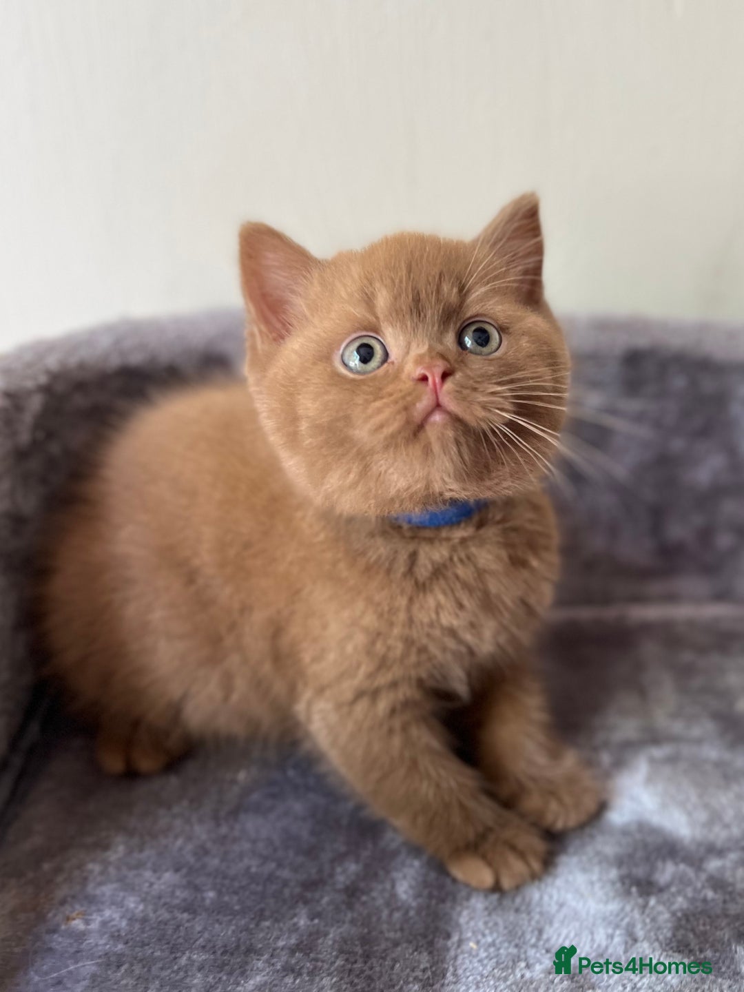 British Shorthair cats for sale: Show quality cinnamon BSH kittens - Image 3