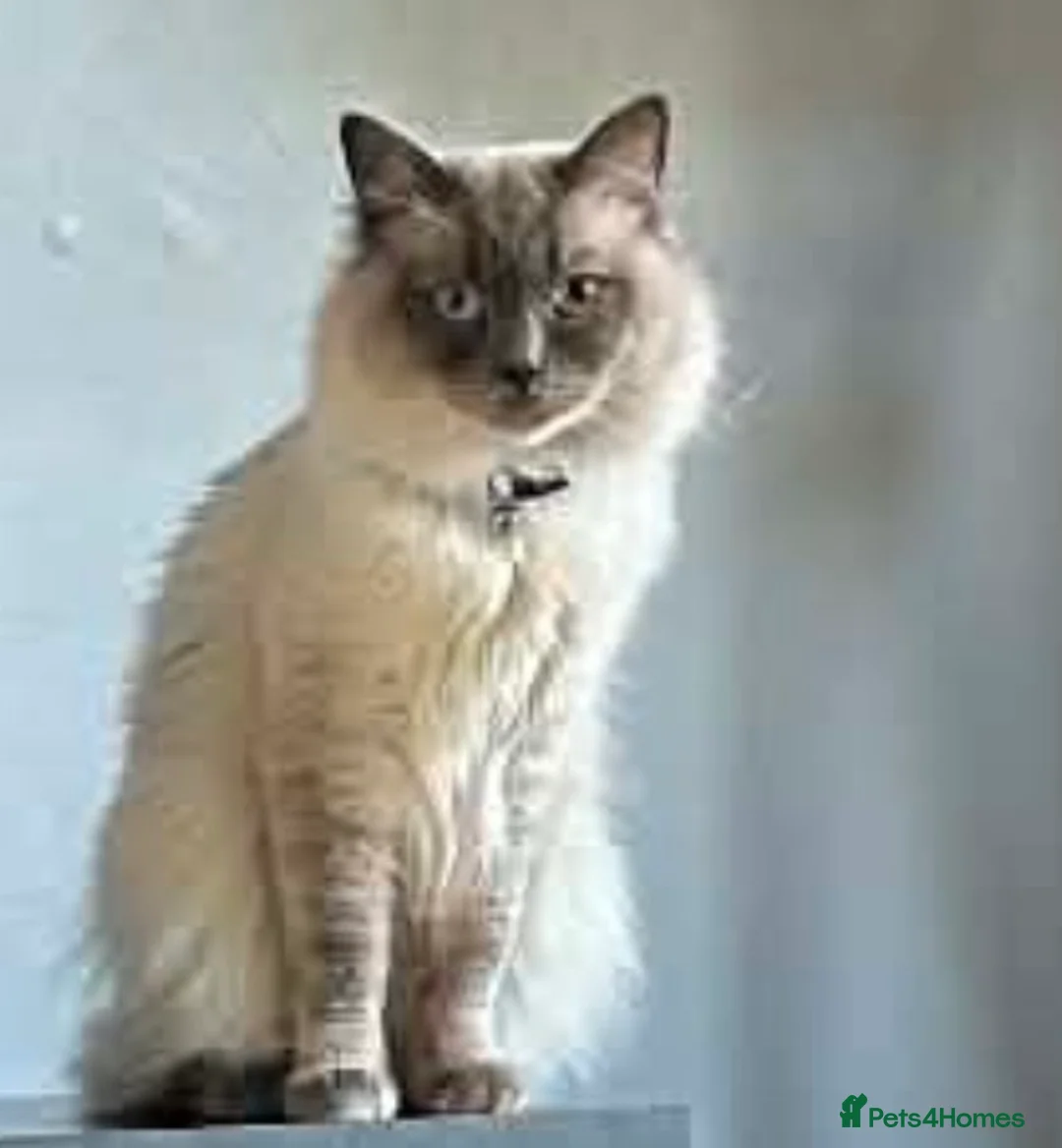 Ragdoll cats for sale: Rare lilac Ragdoll for rehoming  - Advert 4