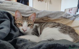 Mixed Breed cats for adoption: Female Indoor Cat for Adoption in Carshalton - Image 7