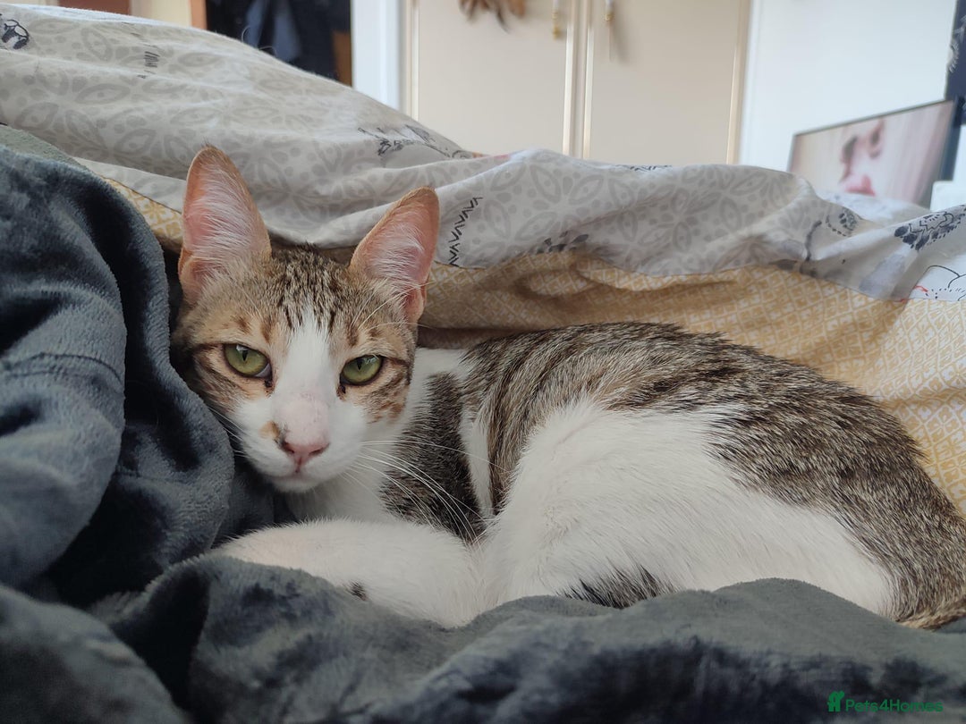 Mixed Breed cats for adoption: Female Indoor Cat for Adoption in Carshalton - Image 7