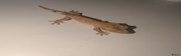 Gecko reptiles for sale: Lilly White Crested Gecko Hatchlings - Advert 6