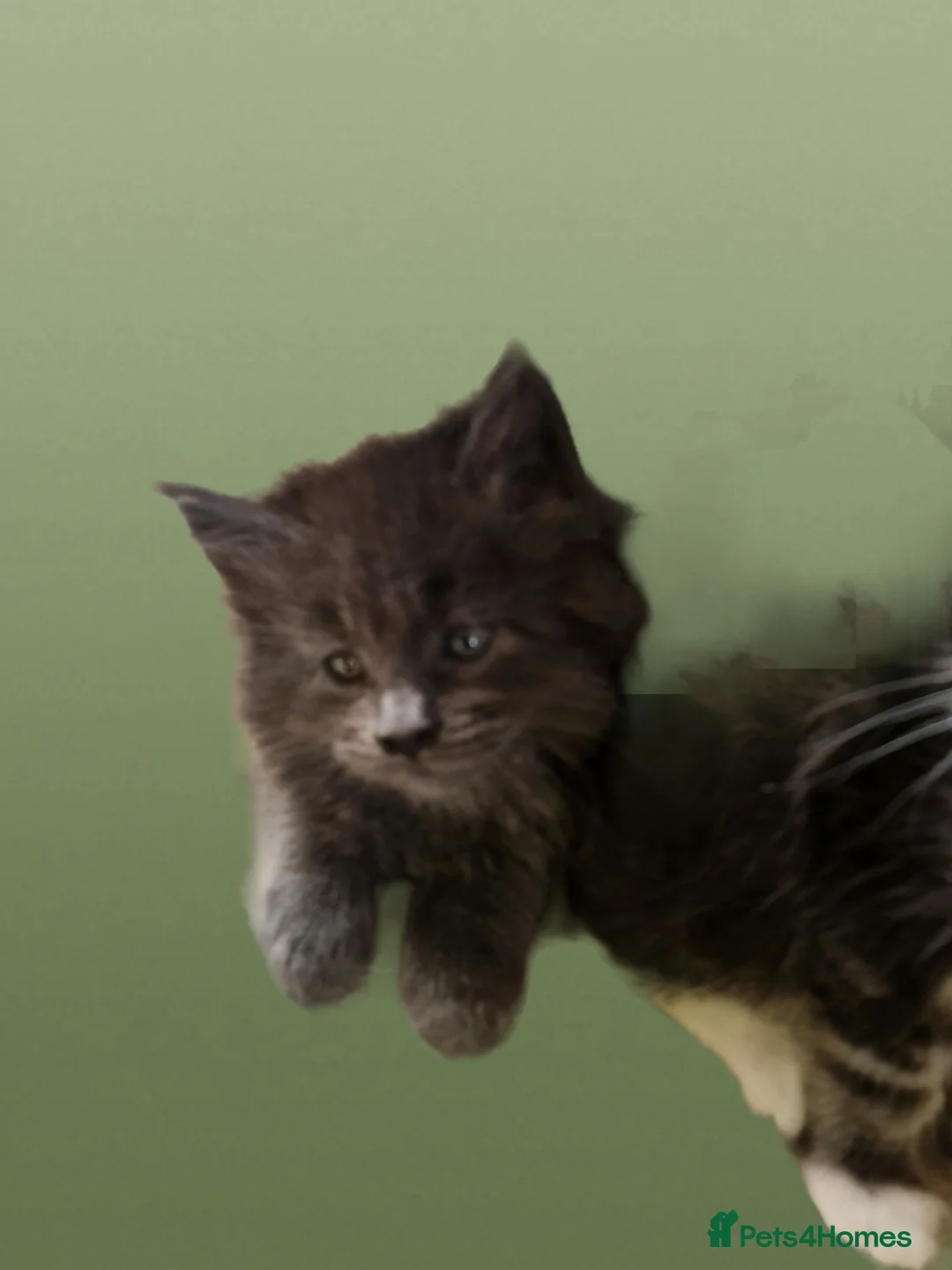Maine Coon cats for sale: TICA registered Pedigree Maine Coon kittens - Advert 2