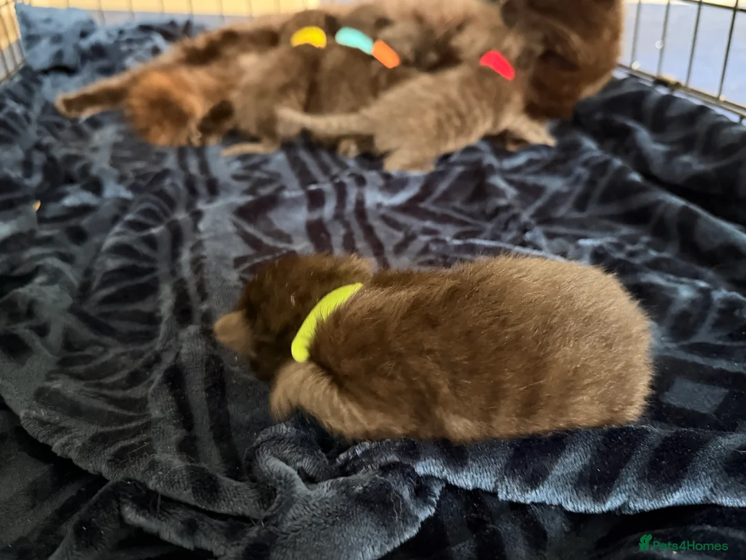 Mixed Breed cats for sale: 1/4 Maine coon cross mixed breed  - Advert 27