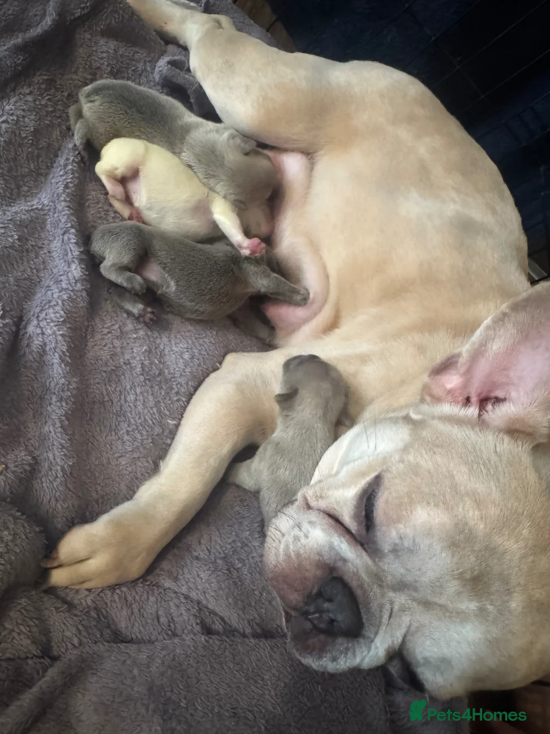 French Bulldog dogs for sale: French bulldog puppies - Advert 1