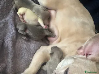 French Bulldog dogs French bulldog puppies - Advert 1