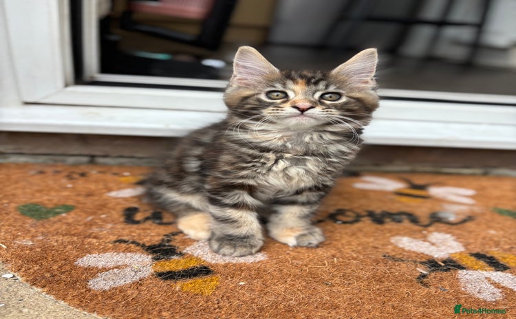 Maine Coon cats - Advert 15