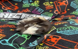 Guinea Pig rodents for sale: 3 baby's for sale - Image 13