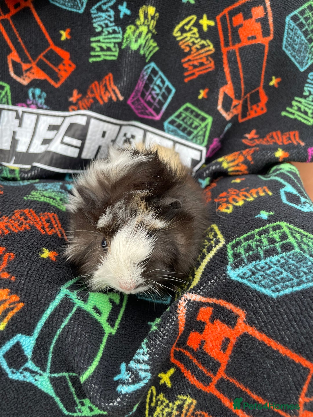 Guinea Pig rodents for sale: 3 baby's for sale - Image 13